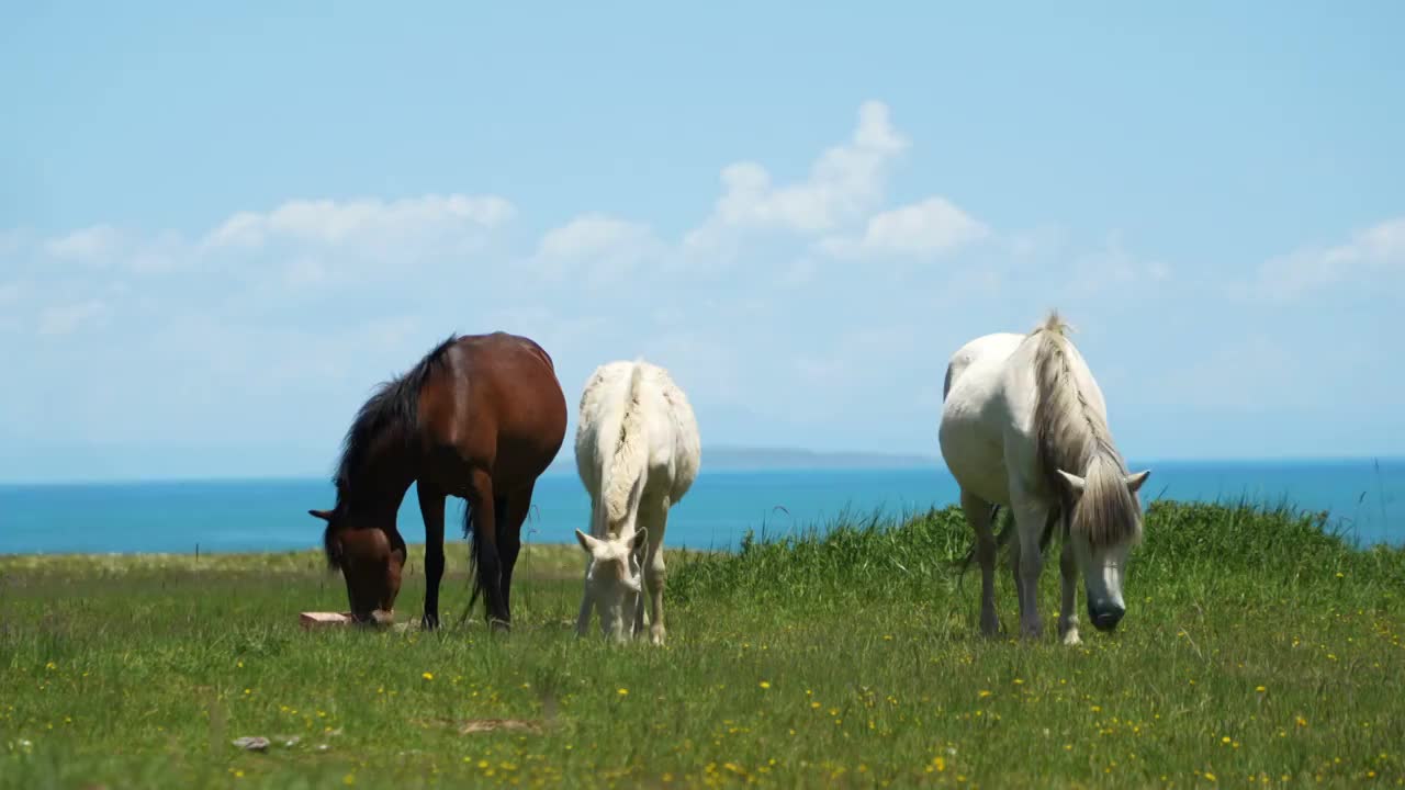 青海湖边牧场中吃草的马视频下载