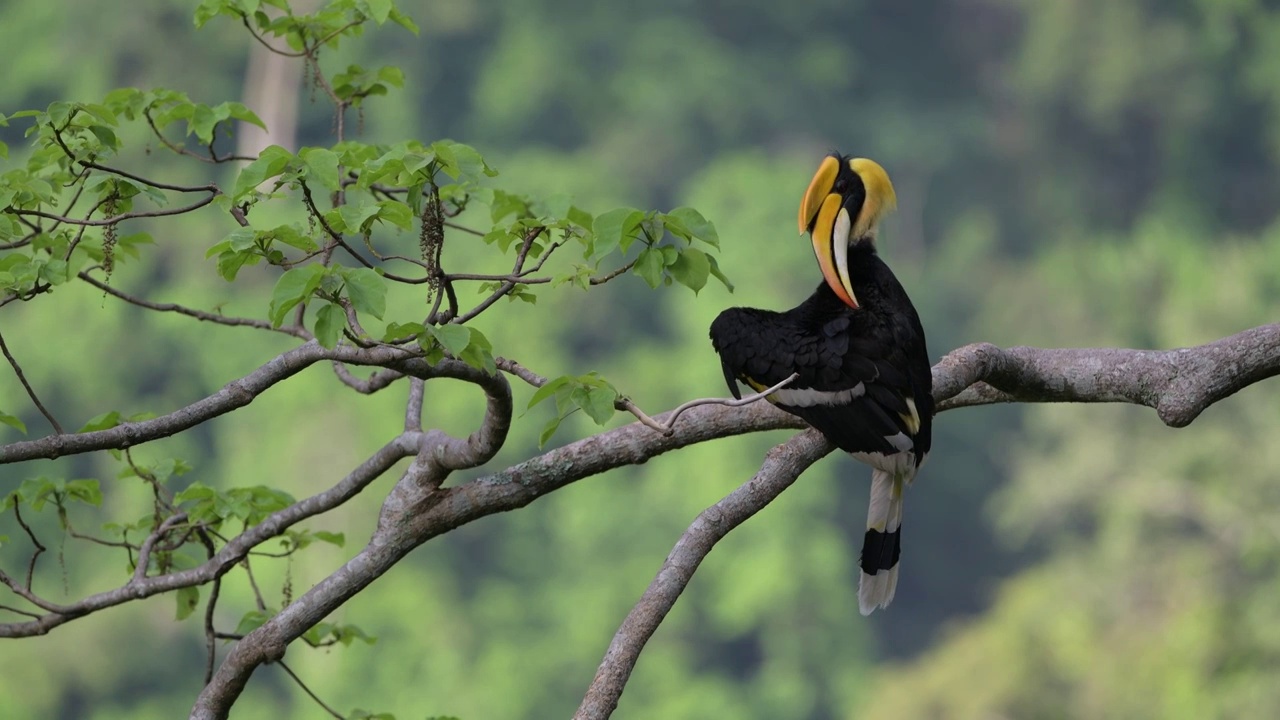 云南热带雨林中的犀鸟梳理羽毛视频下载