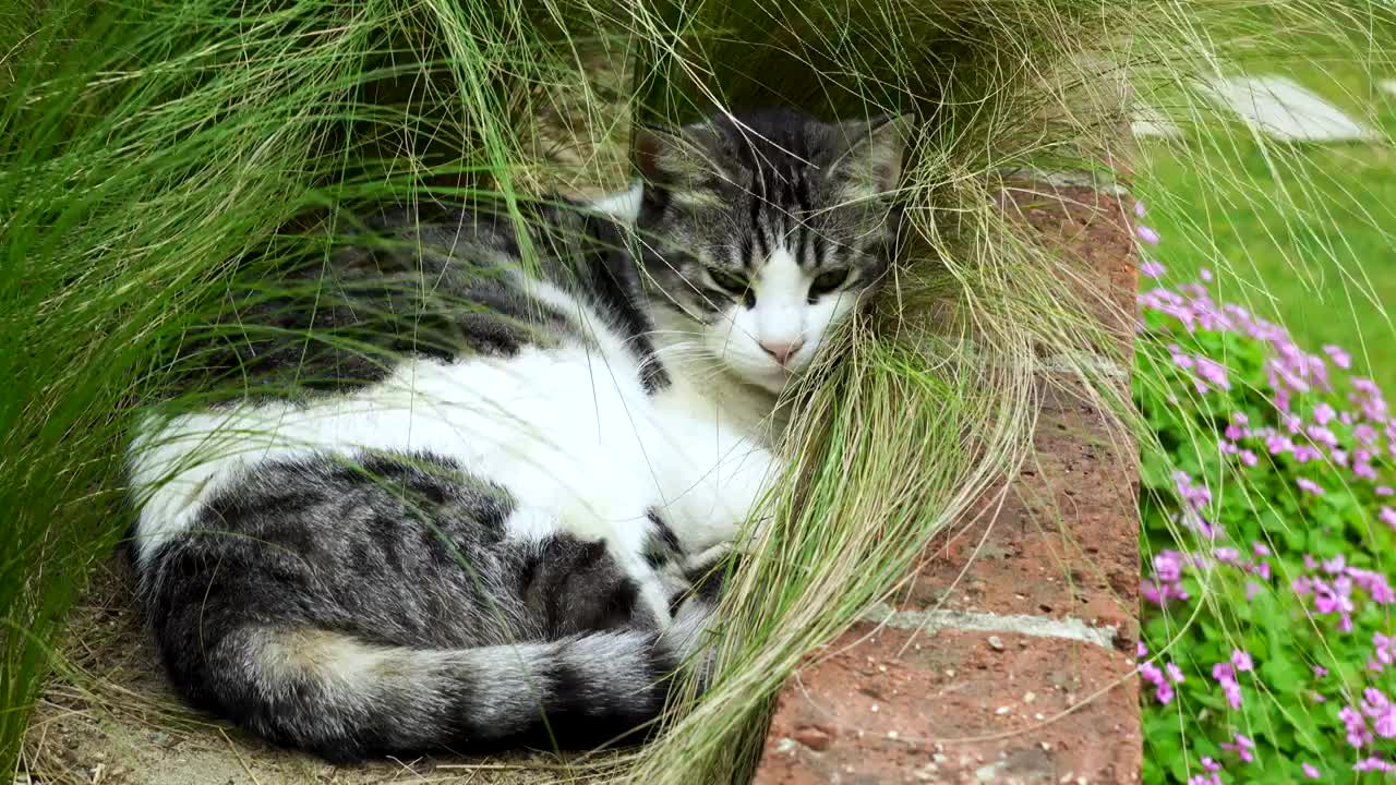 草丛中的可爱萌宠狸花猫视频下载