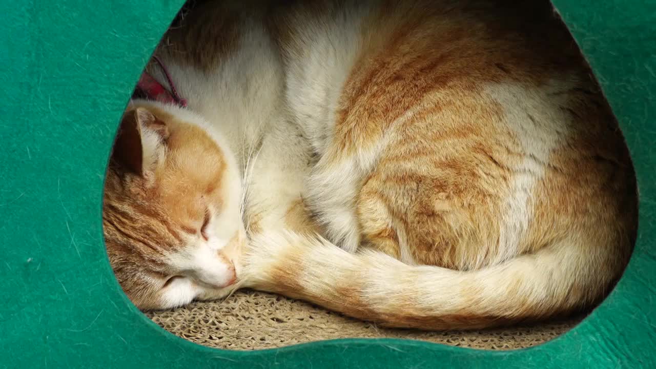 可爱萌宠橘猫视频素材