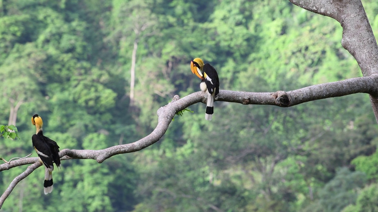一对犀鸟夫妻在云南热带雨林中视频素材