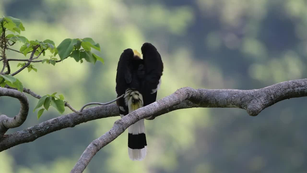 原始森林漂亮光影里的双角犀鸟视频素材