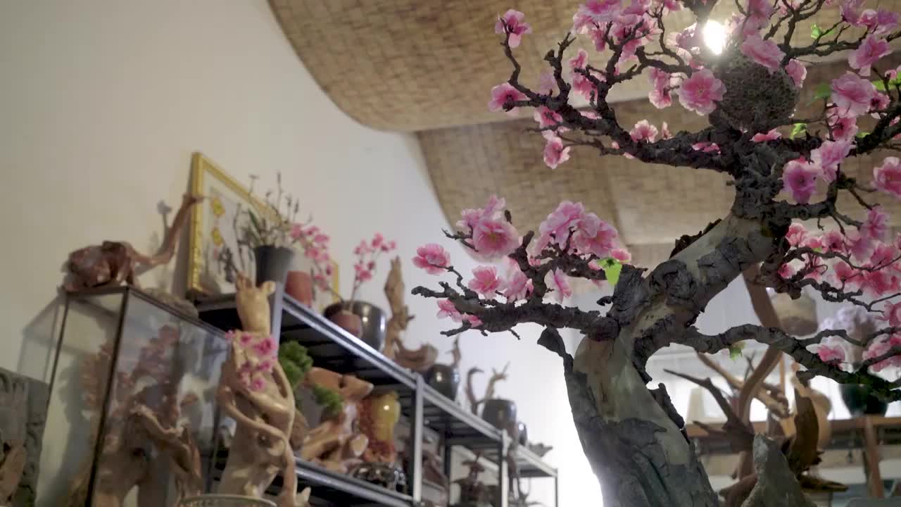 合集_盆栽盆景观赏植物4K（合集）视频下载