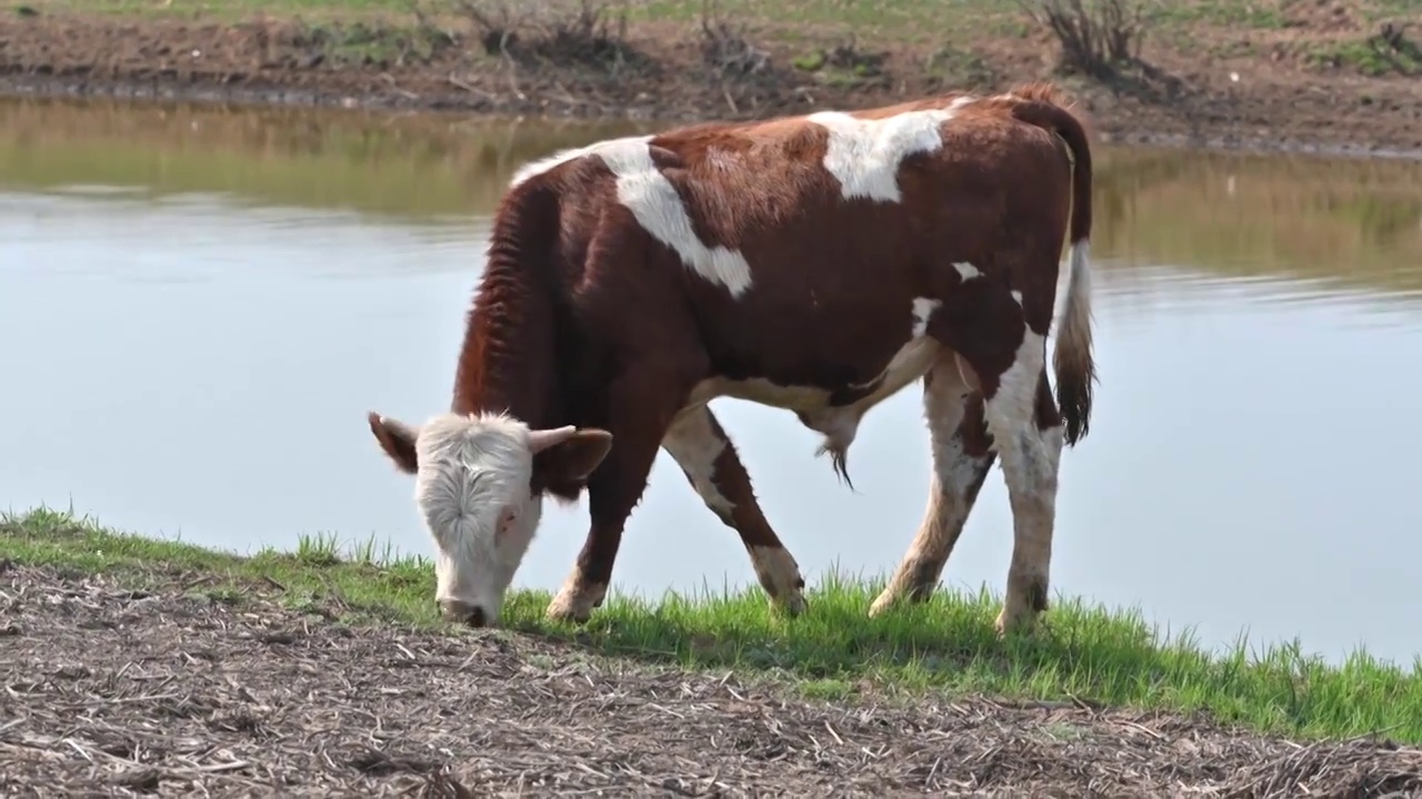 草原上吃草的奶牛视频素材