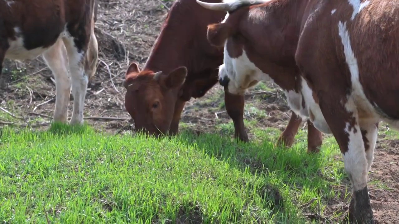 草原上吃草的奶牛视频素材