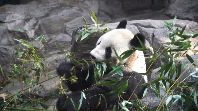 大熊猫在吃竹笋视频素材