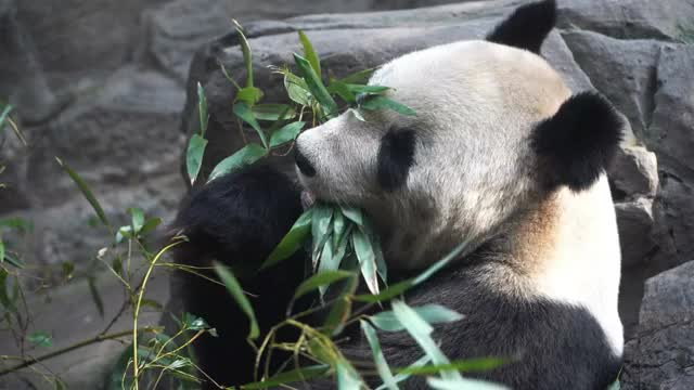 Giant Panda eating bamboo shoo视频素材