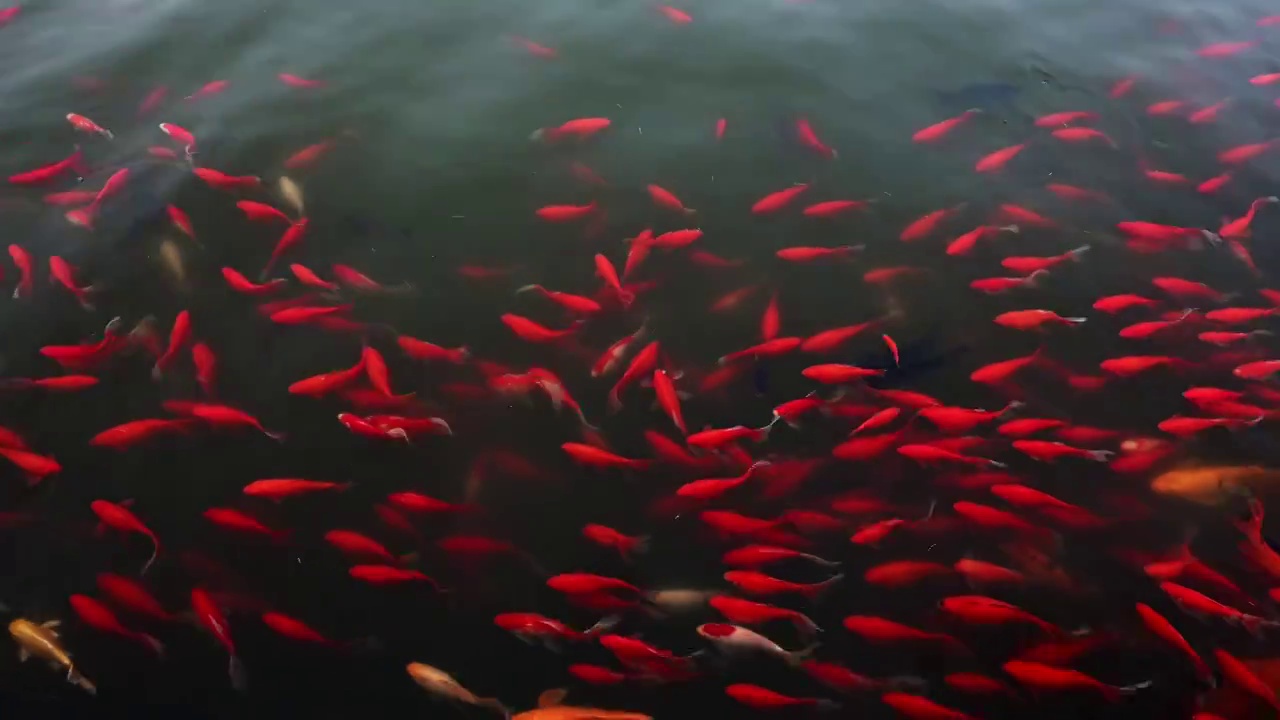 清澈的池塘里五颜六色的锦鲤游动视频素材