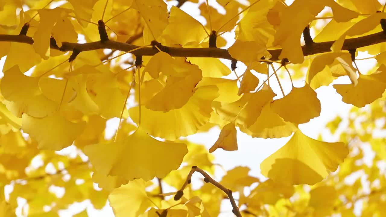 秋天阳光下金黄的银杏树叶自然风光视频下载