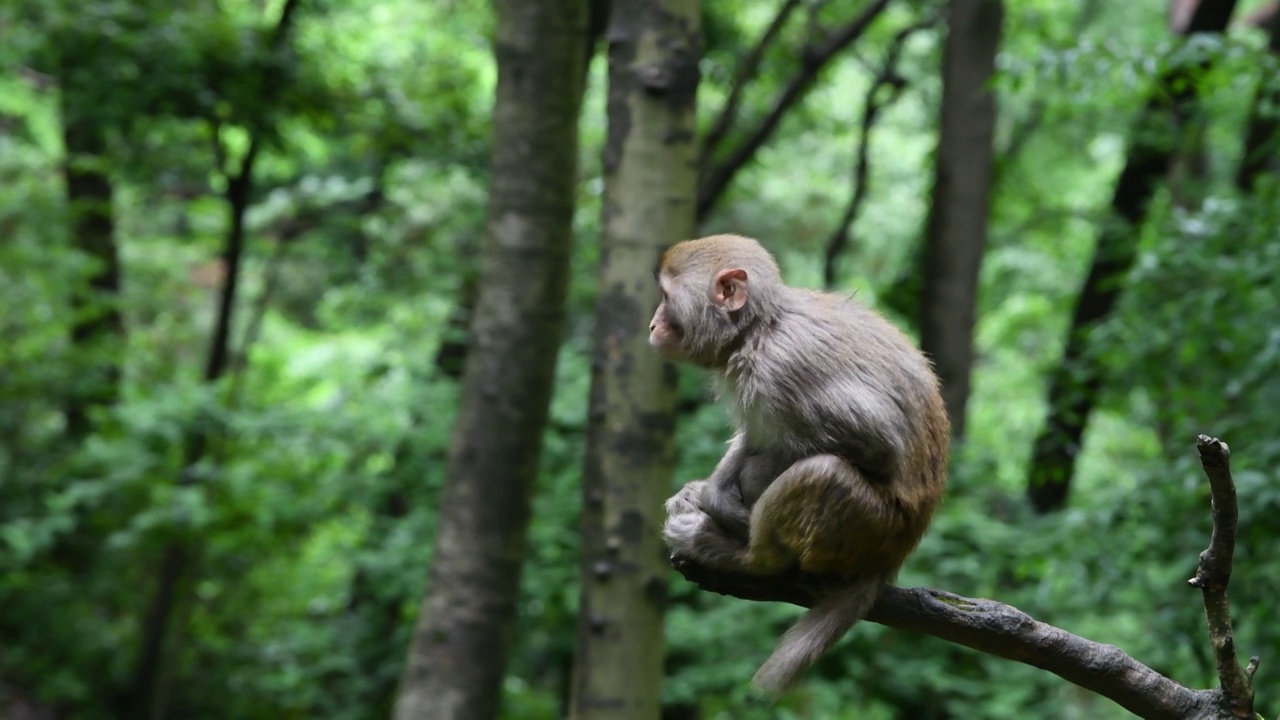 贵州5A级景区黔灵山公园里的弥猴视频下载