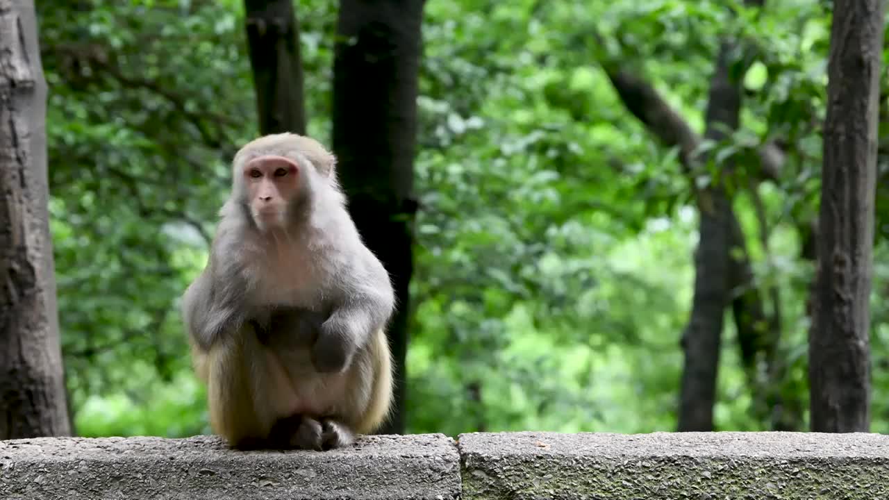 贵州5A级景区黔灵山公园里的弥猴视频素材