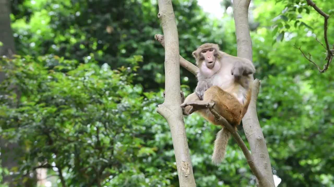 贵州5A级景区黔灵山公园里的弥猴视频下载