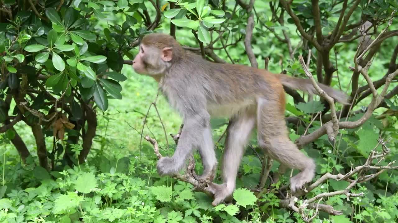 贵州5A级景区黔灵山公园里的弥猴视频素材