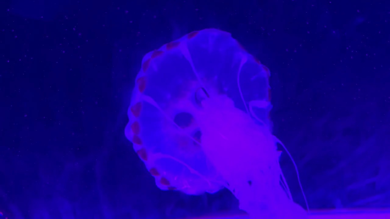 珠海长隆海洋王国水母视频下载