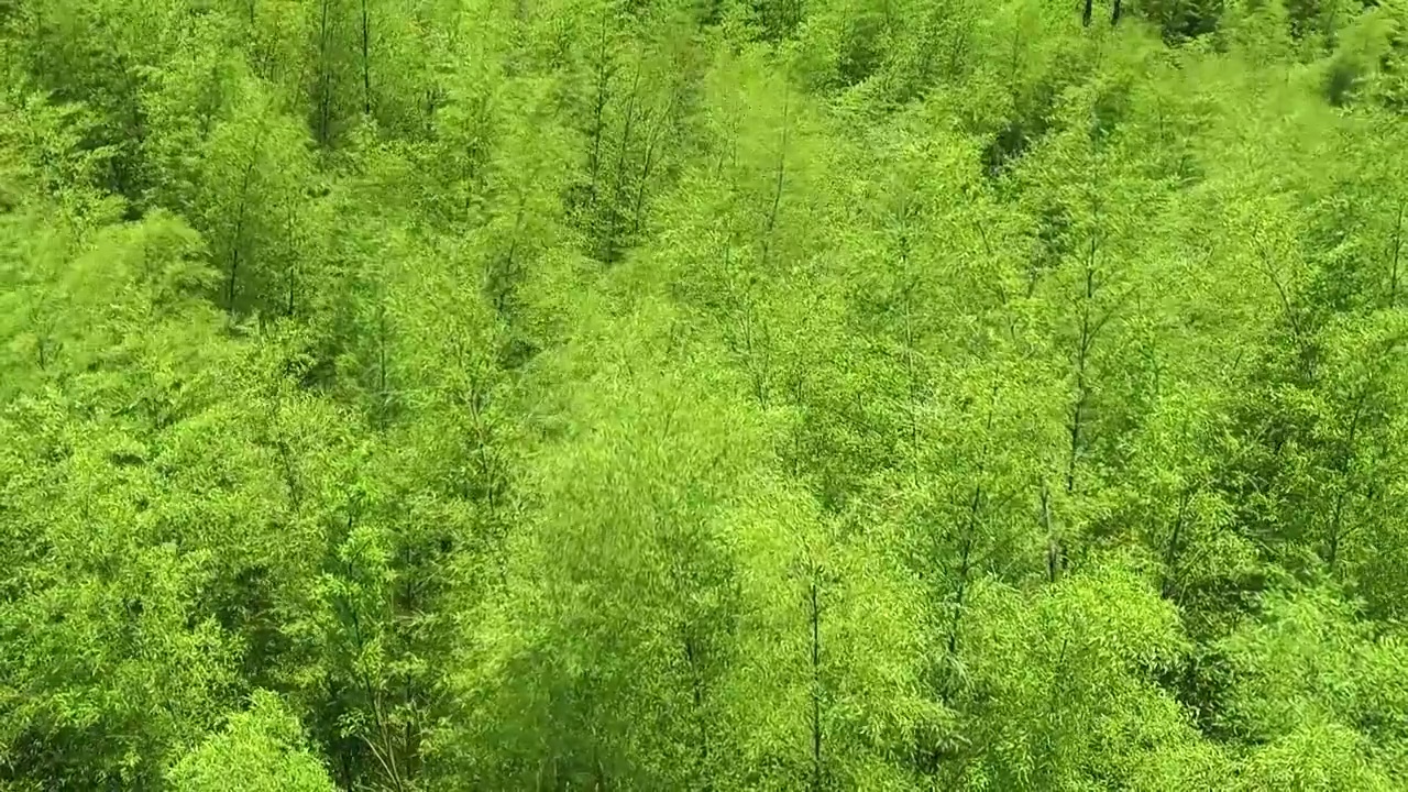 茂密的竹林视频下载