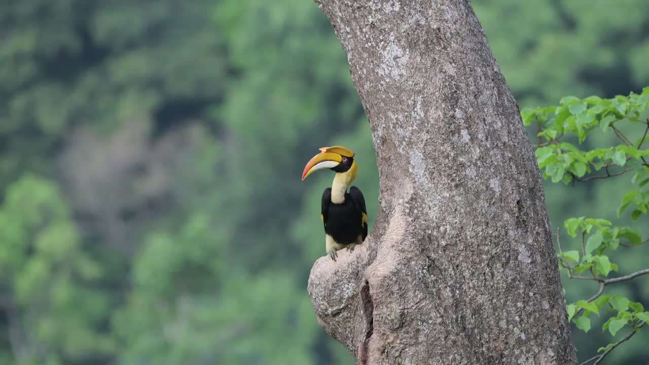 热带雨林大树上的双角犀鸟视频素材