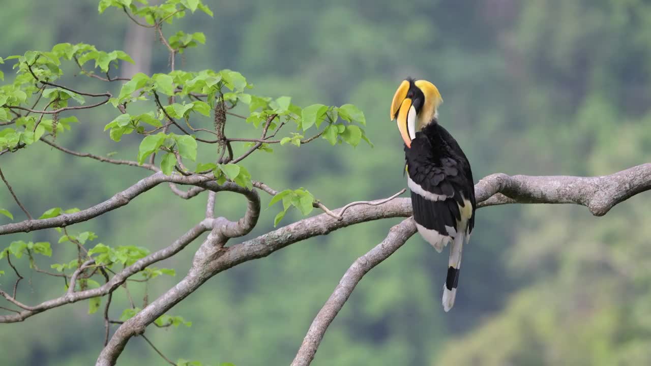 云南德宏州热带雨林中的双角犀鸟悠闲地梳理羽毛视频素材