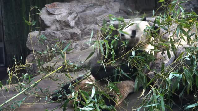 熊猫吃竹子视频素材