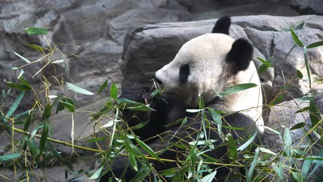 熊猫吃竹子视频素材