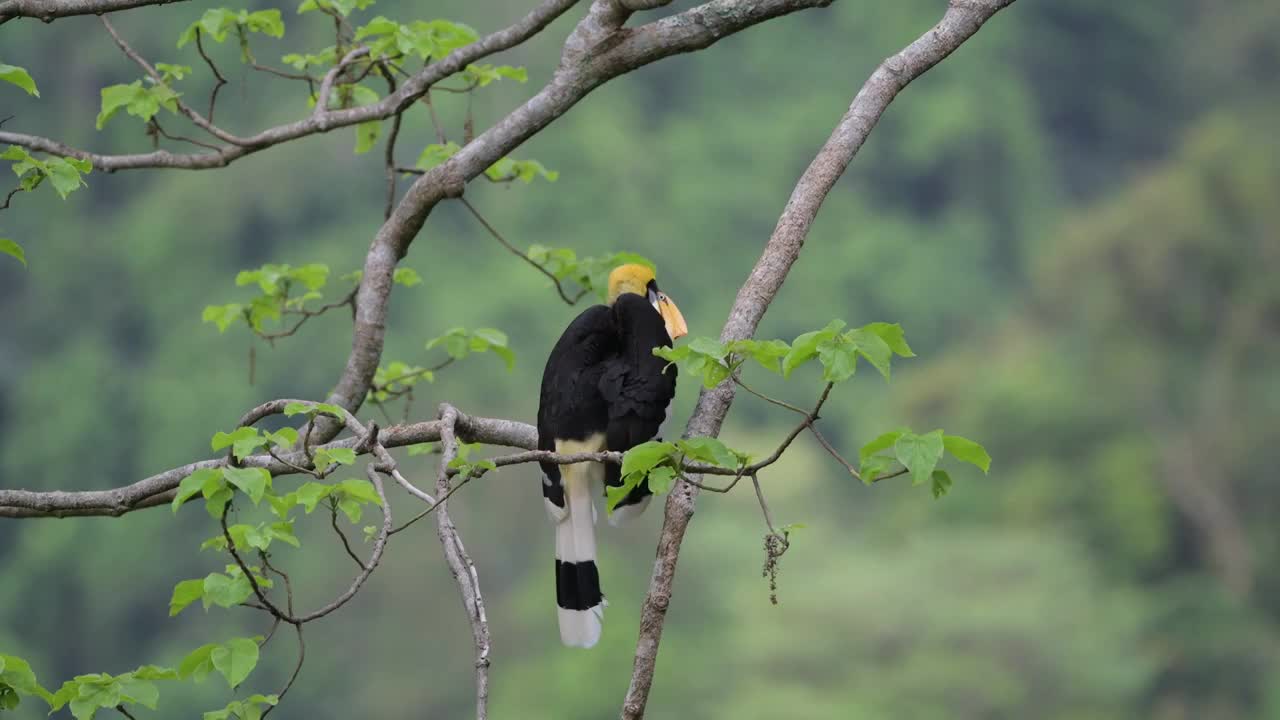 云南热带雨林中的双角犀鸟视频素材