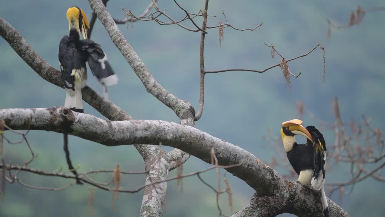 两只犀鸟在热带雨林中梳理羽毛视频素材