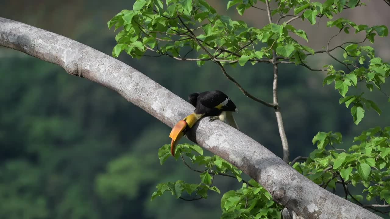 双角犀鸟活跃在热带雨林中视频下载