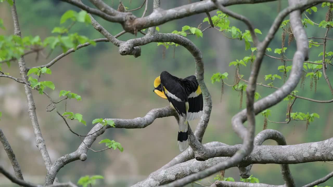 云南德宏州热带雨林中的珍稀鸟类犀鸟视频下载