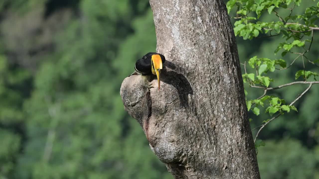 犀鸟喂食树洞中的幼鸟视频素材