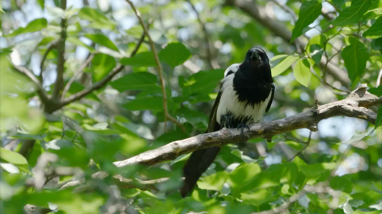 喜鹊洗澡后在桑树上晾晒整理羽毛视频下载