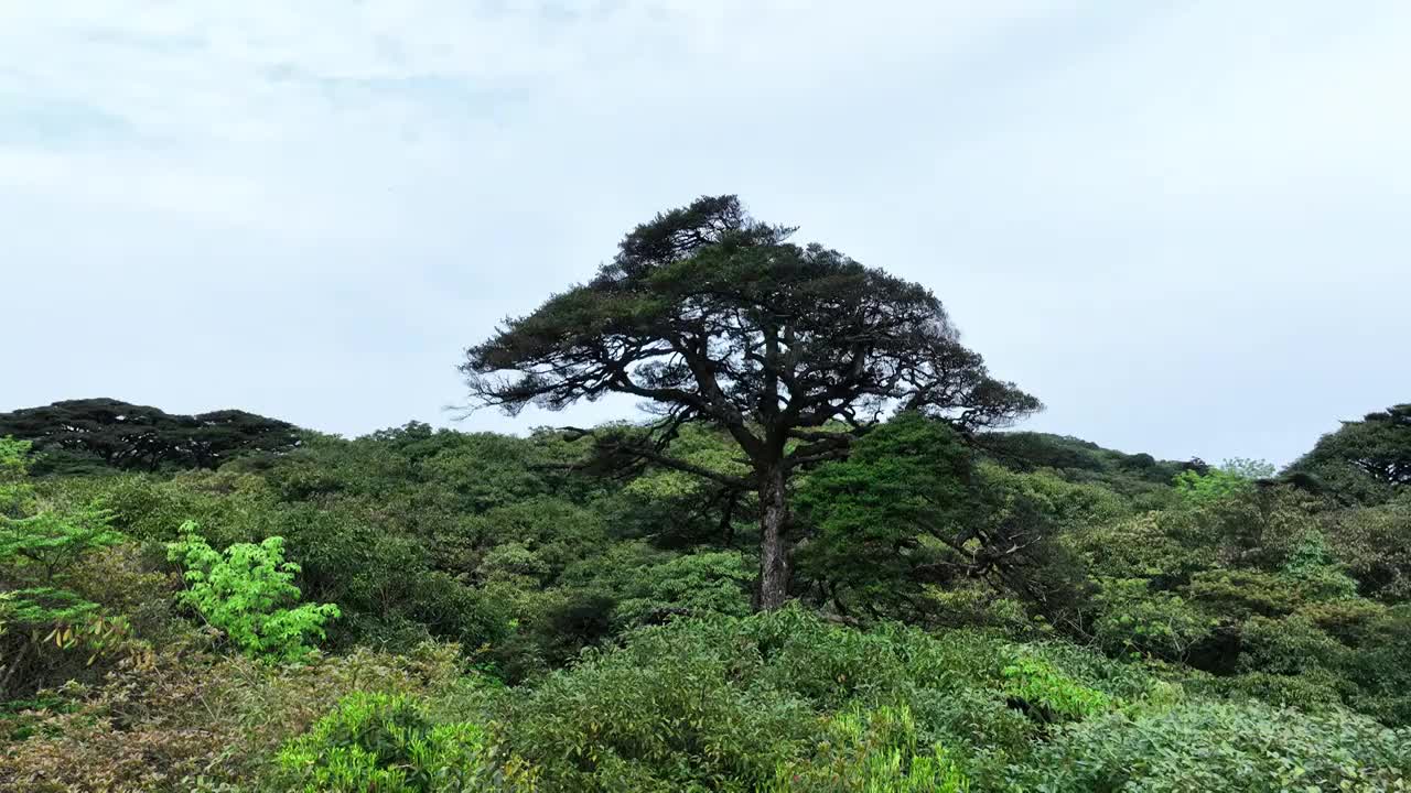 桂林兴安猫儿山山坡上一棵高大的树视频下载