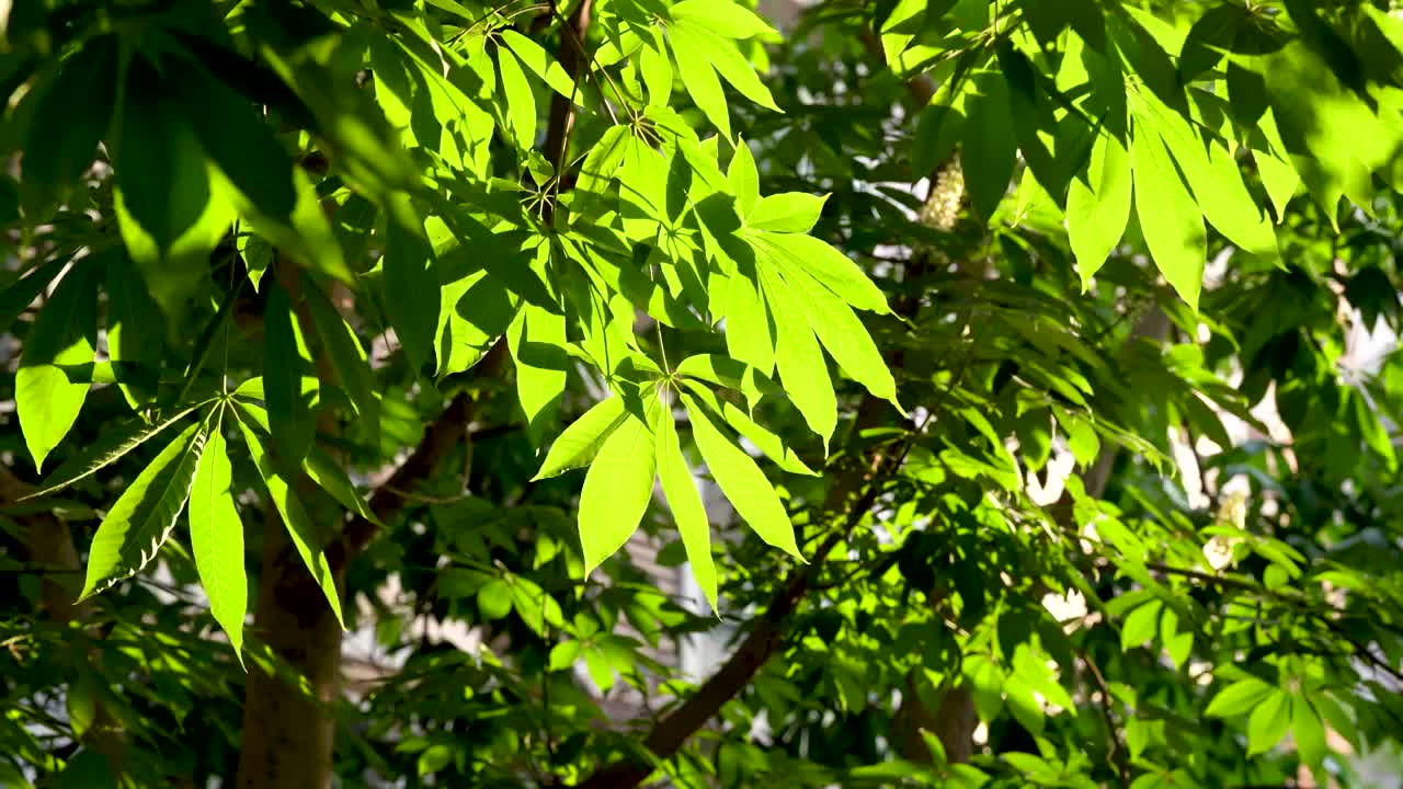 七叶树 阳光 逆光 绿色 树叶 自然视频素材