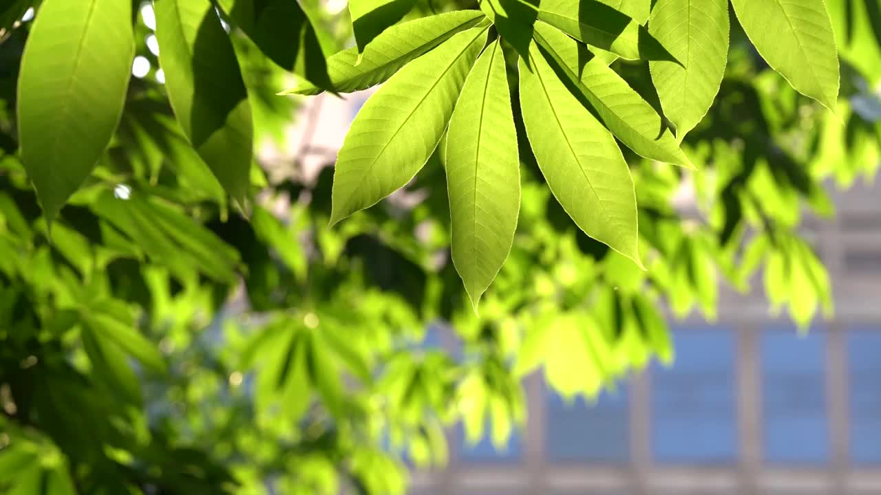 七叶树 阳光 逆光 绿色 树叶 自然视频下载