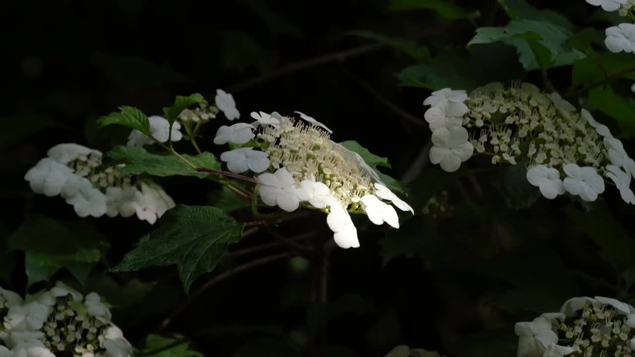 花 森林 公园 夏天 光线 逆光视频下载