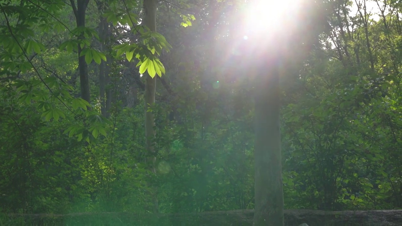 七叶树 阳光 森林 绿色 树叶 自然视频下载