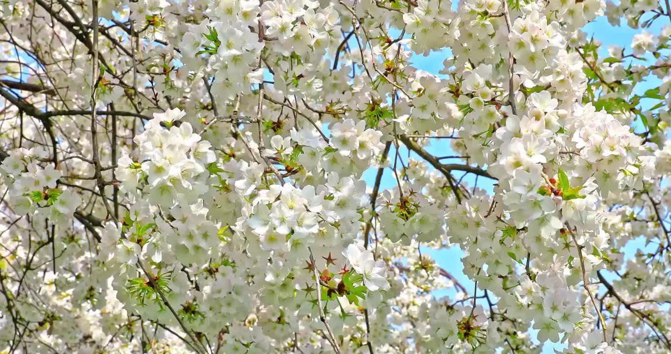 春季盛开的樱花视频下载