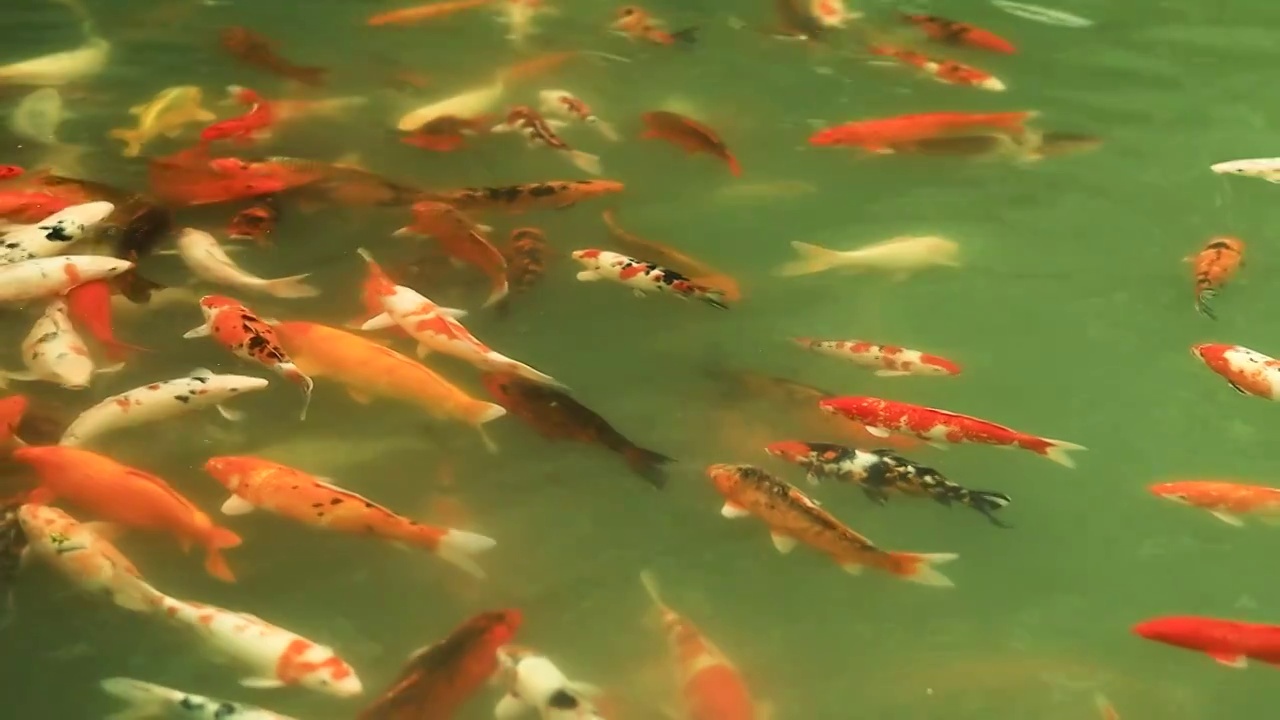 清水中游泳的锦鲤视频素材