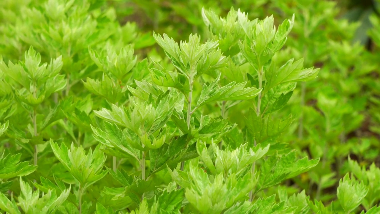 一片清新绿色的植物艾草视频下载