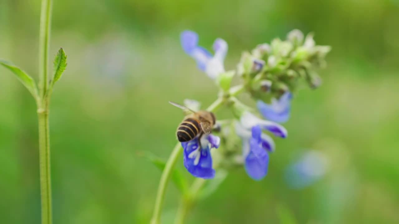 户外草地蜜蜂采蜜特写慢镜头视频素材