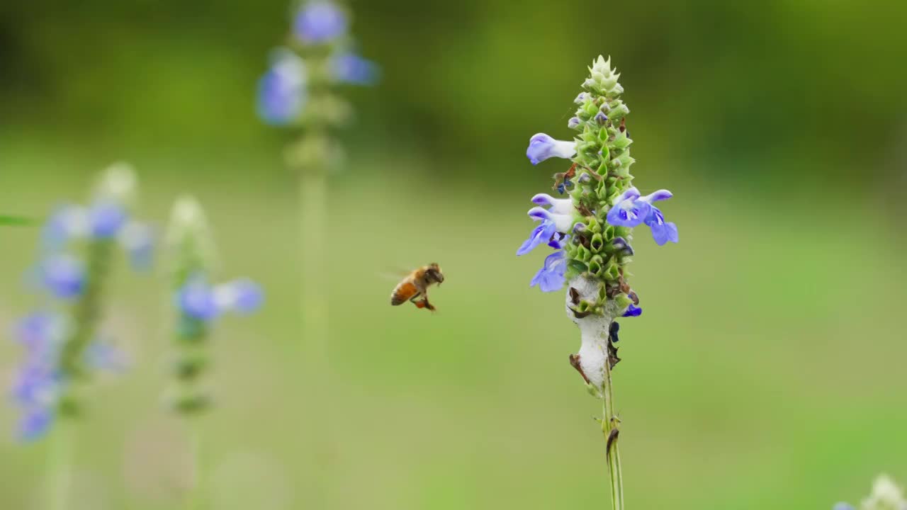 户外草地蜜蜂采蜜特写慢镜头视频素材