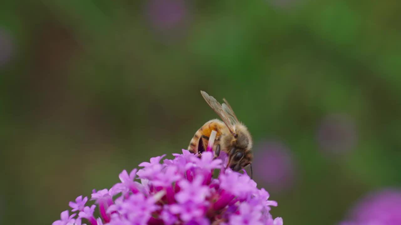 马鞭草上蜜蜂采蜜特写镜头视频素材