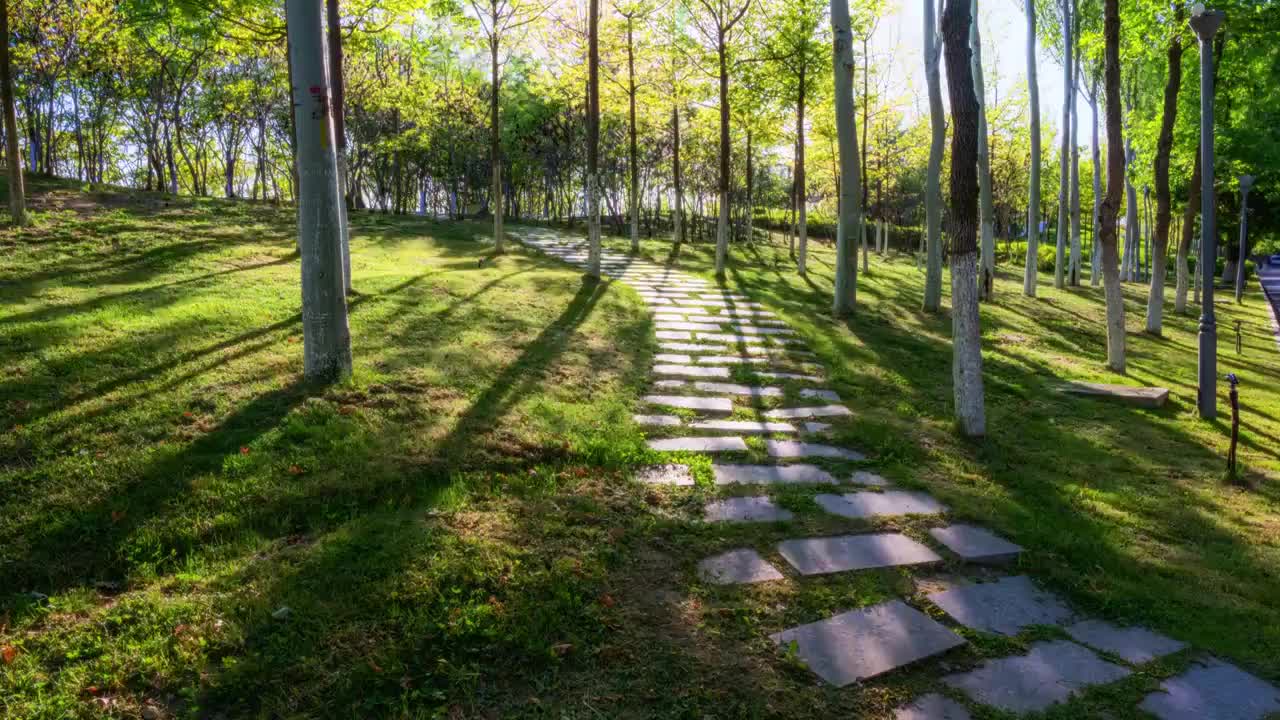阳光穿过树林光影延时视频素材