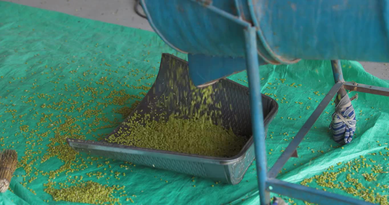 豫西地区用青小麦做碾转食品的制作流程视频下载