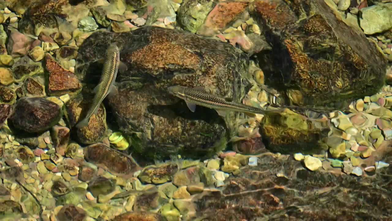 小溪里的小鱼游动视频下载