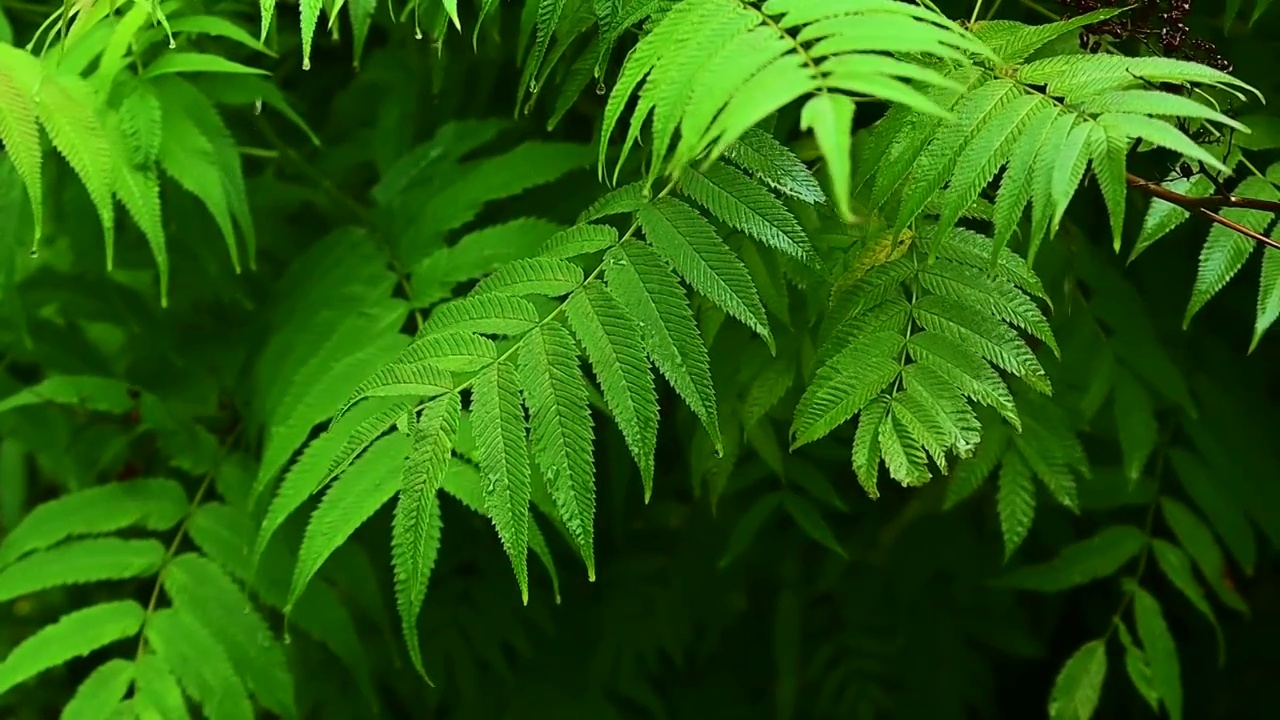 夏天下雨中的植物叶子上的雨滴滑落视频下载