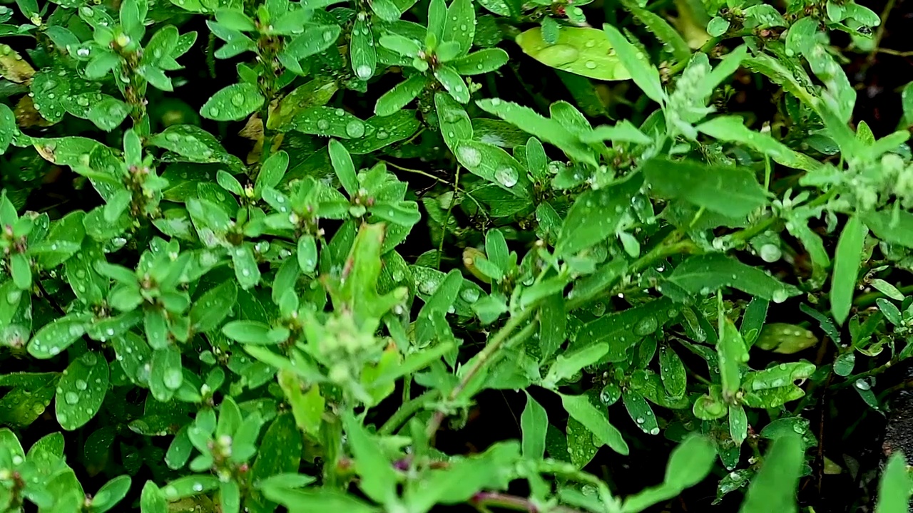 夏天下雨中的植物叶子上的雨滴滑落视频下载