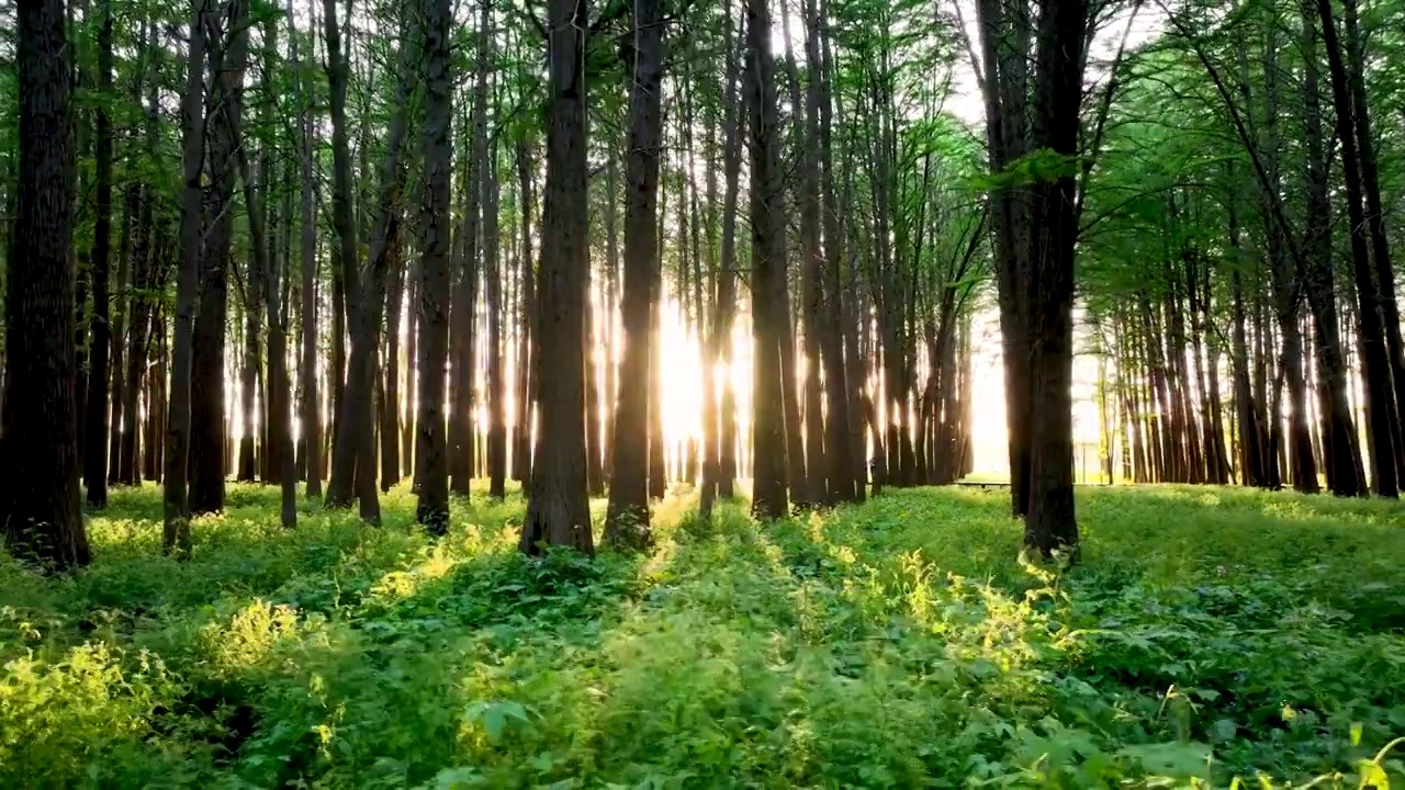 夏天南京河西江心洲水杉森林的阳光光束和炫光视频下载