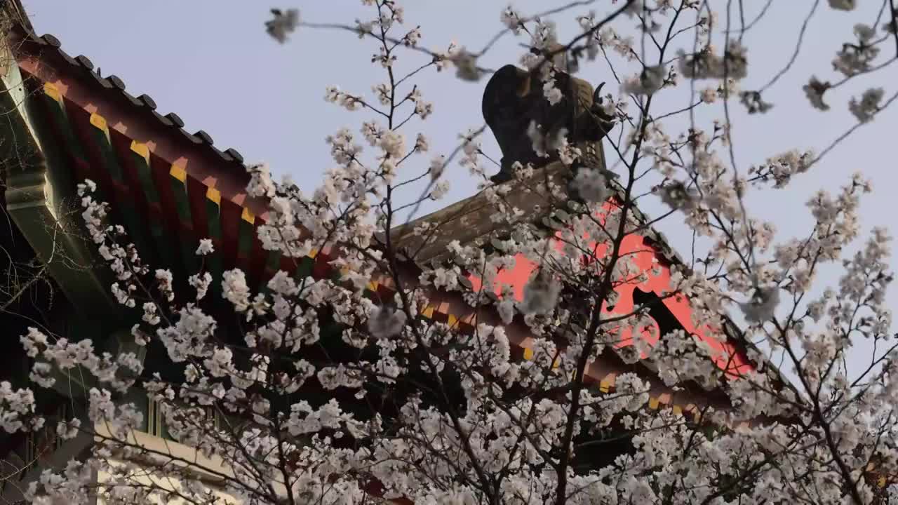 南京鸡鸣寺樱花视频下载
