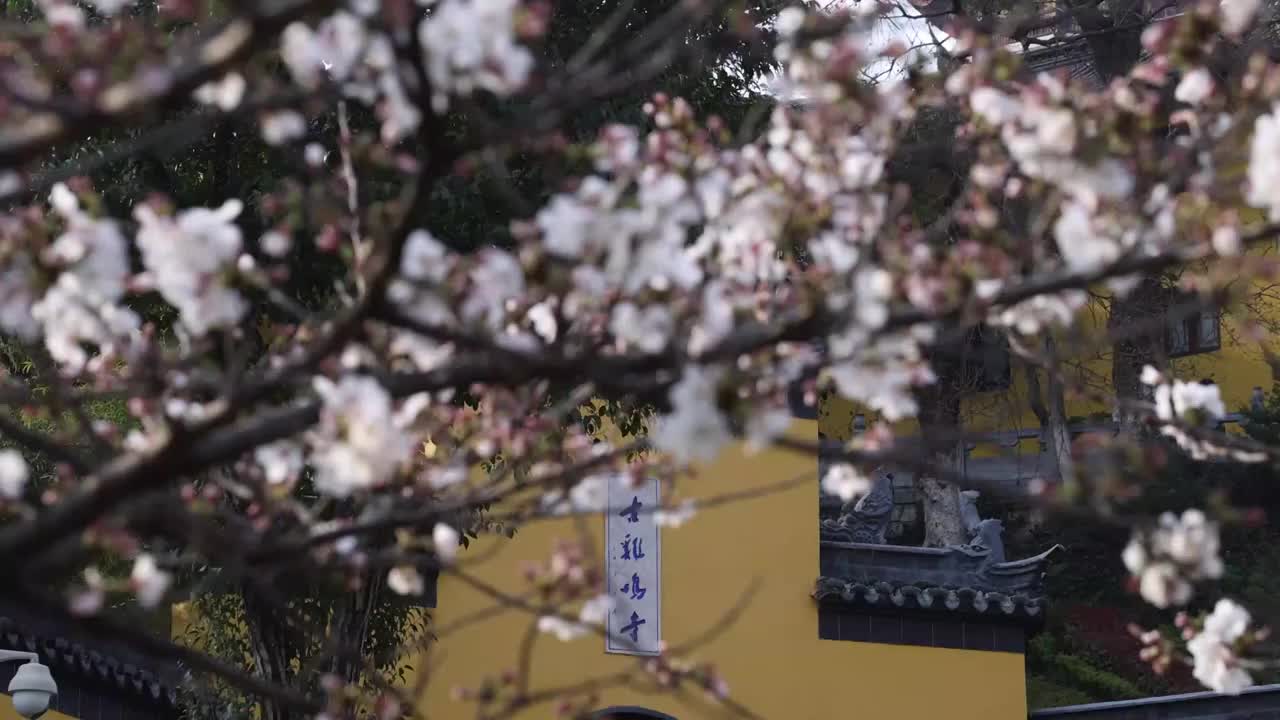 南京鸡鸣寺樱花视频素材