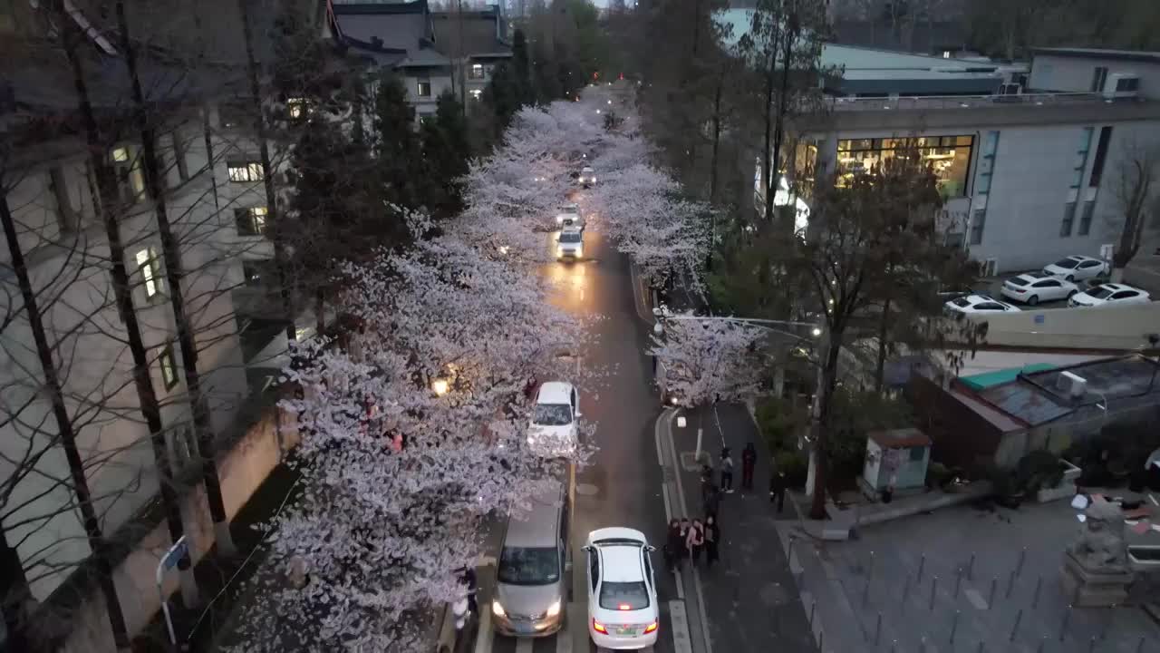 南京鸡鸣寺樱花视频素材