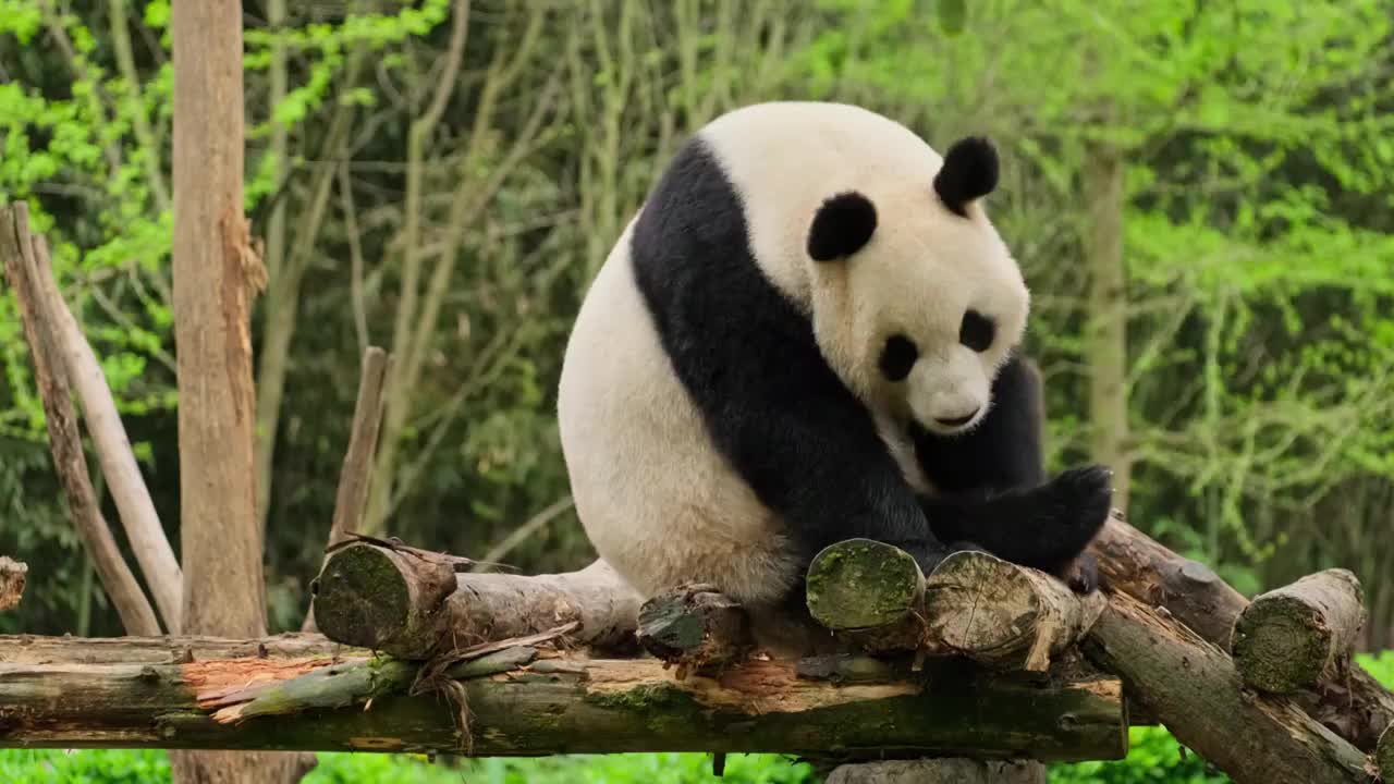 熊猫乐园熊猫玩耍视频下载